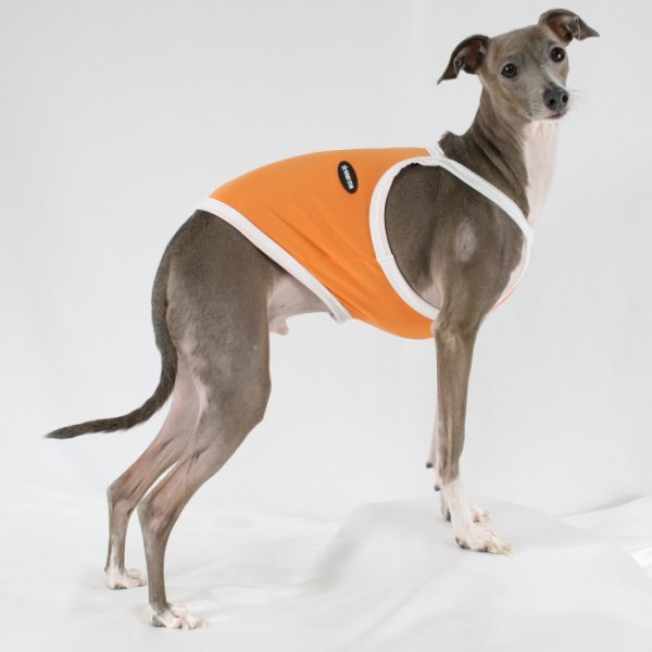 画像9: イタグレ服 S M L XL 2XL 3XL 接触冷感 クール ひんやり クロップド タンクトップ スポーツ 小型犬 中型犬 大型犬 夏 doggystar ドッギースター 即日発送出来ます (9)