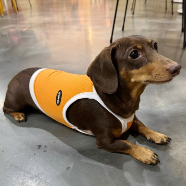 画像26: ダックス服 S M L XL  接触冷感 クール ひんやり クロップド タンクトップ スポーツ 小型犬 中型犬 ダックスフンド  夏 doggystar ドッギースター 即日発送出来ます (26)