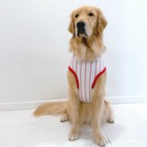 画像21: 犬服 大型犬服 接触 冷感 Tシャツ 野球ユニフォーム ストライプ S M L XL 2XL 3XL 4XL 5XL 6XL 小型犬 中型犬 大型犬ひんやり クール ベスト 熱中症対策  doggystar  ドッギースター (21)