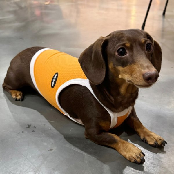 画像25: ダックス服 S M L XL  接触冷感 クール ひんやり クロップド タンクトップ スポーツ 小型犬 中型犬 ダックスフンド  夏 doggystar ドッギースター 即日発送出来ます (25)