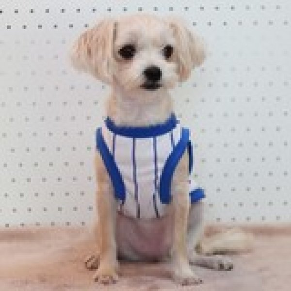 画像10: 犬服 大型犬服 接触 冷感 Tシャツ 野球ユニフォーム ストライプ S M L XL 2XL 3XL 4XL 5XL 6XL 小型犬 中型犬 大型犬ひんやり クール ベスト 熱中症対策  doggystar  ドッギースター (10)