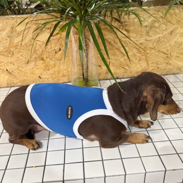 画像18: ダックス服 S M L XL  接触冷感 クール ひんやり クロップド タンクトップ スポーツ 小型犬 中型犬 ダックスフンド  夏 doggystar ドッギースター 即日発送出来ます (18)