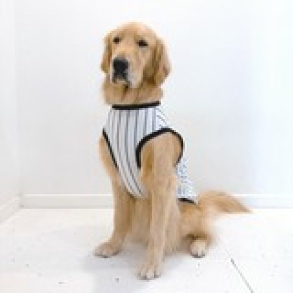 画像36: 犬服 大型犬服 接触 冷感 Tシャツ 野球ユニフォーム ストライプ S M L XL 2XL 3XL 4XL 5XL 6XL 小型犬 中型犬 大型犬ひんやり クール ベスト 熱中症対策  doggystar  ドッギースター (36)