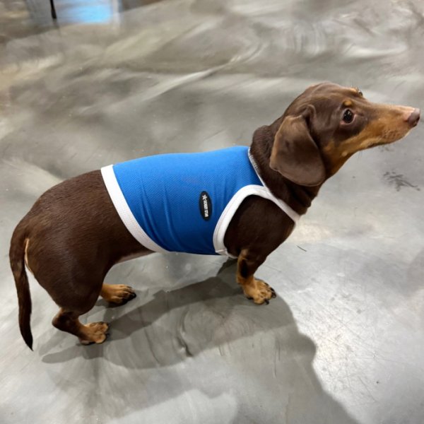 画像17: ダックス服 S M L XL  接触冷感 クール ひんやり クロップド タンクトップ スポーツ 小型犬 中型犬 ダックスフンド  夏 doggystar ドッギースター 即日発送出来ます (17)