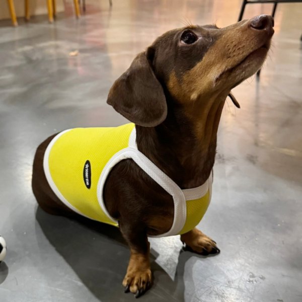 画像7: ダックス服 S M L XL  接触冷感 クール ひんやり クロップド タンクトップ スポーツ 小型犬 中型犬 ダックスフンド  夏 doggystar ドッギースター 即日発送出来ます (7)