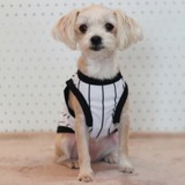 画像32: 犬服 大型犬服 接触 冷感 Tシャツ 野球ユニフォーム ストライプ S M L XL 2XL 3XL 4XL 5XL 6XL 小型犬 中型犬 大型犬ひんやり クール ベスト 熱中症対策  doggystar  ドッギースター (32)