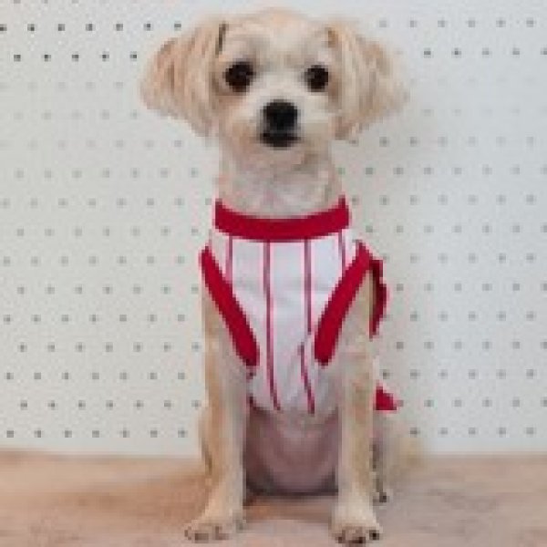 画像18: 犬服 大型犬服 接触 冷感 Tシャツ 野球ユニフォーム ストライプ S M L XL 2XL 3XL 4XL 5XL 6XL 小型犬 中型犬 大型犬ひんやり クール ベスト 熱中症対策  doggystar  ドッギースター (18)