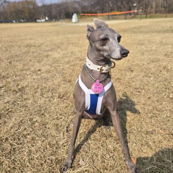 画像43: イタグレ服 S M L XL 2XL 3XL 接触冷感 クール ひんやり クロップド タンクトップ スポーツ 小型犬 中型犬 大型犬 夏 doggystar ドッギースター 即日発送出来ます (43)