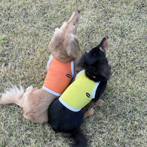 画像33: ダックス服 S M L XL  接触冷感 クール ひんやり クロップド タンクトップ スポーツ 小型犬 中型犬 ダックスフンド  夏 doggystar ドッギースター 即日発送出来ます (33)
