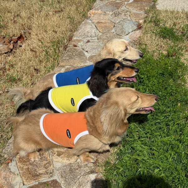 画像31: ダックス服 S M L XL  接触冷感 クール ひんやり クロップド タンクトップ スポーツ 小型犬 中型犬 ダックスフンド  夏 doggystar ドッギースター 即日発送出来ます (31)