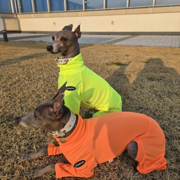 画像35: イタグレ服 S M L XL 2XL 3XL 接触冷感 蛍光クール ロンパース つなぎ 小型犬 中型犬 大型犬 春夏 doggystar ドッギースター 即日発送出来ます (35)