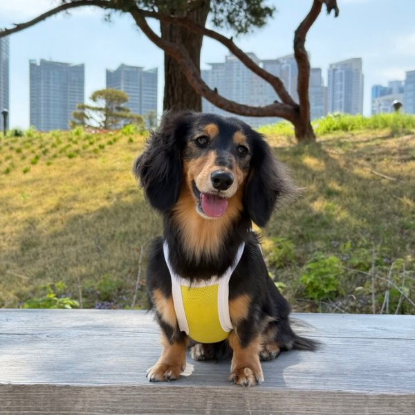 画像9: ダックス服 S M L XL  接触冷感 クール ひんやり クロップド タンクトップ スポーツ 小型犬 中型犬 ダックスフンド  夏 doggystar ドッギースター 即日発送出来ます (9)