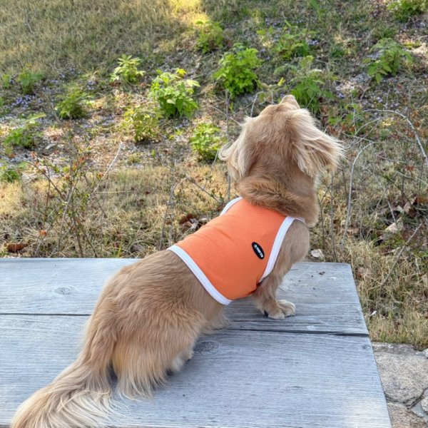 画像28: ダックス服 S M L XL  接触冷感 クール ひんやり クロップド タンクトップ スポーツ 小型犬 中型犬 ダックスフンド  夏 doggystar ドッギースター 即日発送出来ます (28)