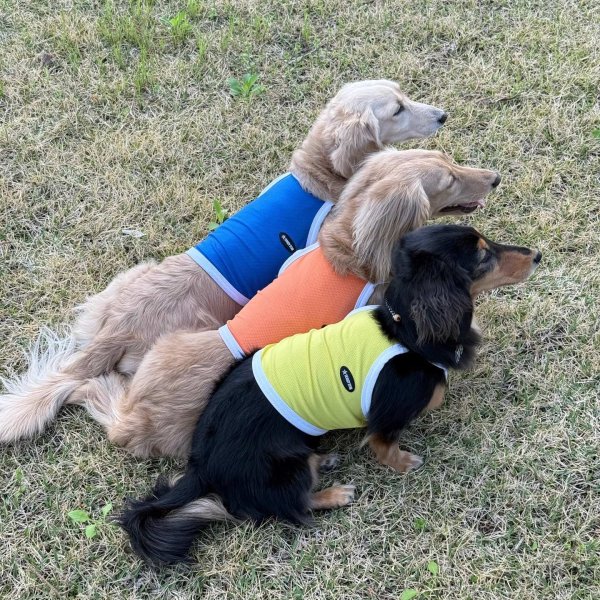 画像34: ダックス服 S M L XL  接触冷感 クール ひんやり クロップド タンクトップ スポーツ 小型犬 中型犬 ダックスフンド  夏 doggystar ドッギースター 即日発送出来ます (34)