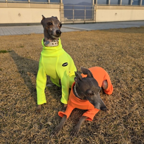 画像36: イタグレ服 S M L XL 2XL 3XL 接触冷感 蛍光クール ロンパース つなぎ 小型犬 中型犬 大型犬 春夏 doggystar ドッギースター 即日発送出来ます (36)