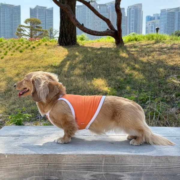 画像27: ダックス服 S M L XL  接触冷感 クール ひんやり クロップド タンクトップ スポーツ 小型犬 中型犬 ダックスフンド  夏 doggystar ドッギースター 即日発送出来ます (27)
