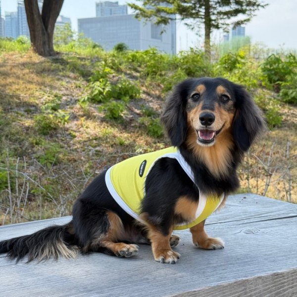 画像10: ダックス服 S M L XL  接触冷感 クール ひんやり クロップド タンクトップ スポーツ 小型犬 中型犬 ダックスフンド  夏 doggystar ドッギースター 即日発送出来ます (10)