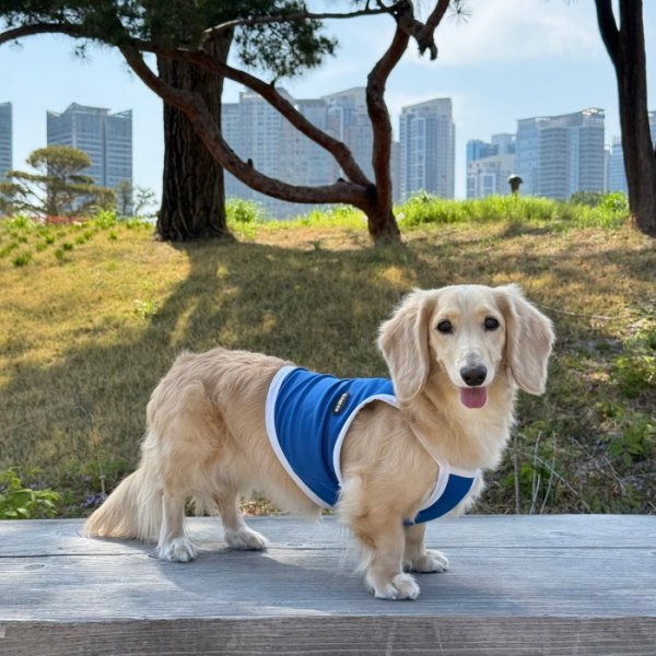 画像19: ダックス服 S M L XL  接触冷感 クール ひんやり クロップド タンクトップ スポーツ 小型犬 中型犬 ダックスフンド  夏 doggystar ドッギースター 即日発送出来ます (19)