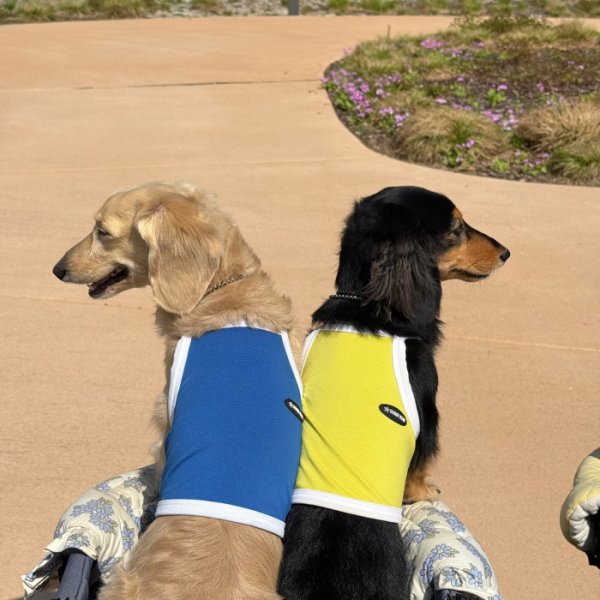 画像32: ダックス服 S M L XL  接触冷感 クール ひんやり クロップド タンクトップ スポーツ 小型犬 中型犬 ダックスフンド  夏 doggystar ドッギースター 即日発送出来ます (32)