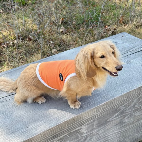 画像30: ダックス服 S M L XL  接触冷感 クール ひんやり クロップド タンクトップ スポーツ 小型犬 中型犬 ダックスフンド  夏 doggystar ドッギースター 即日発送出来ます (30)