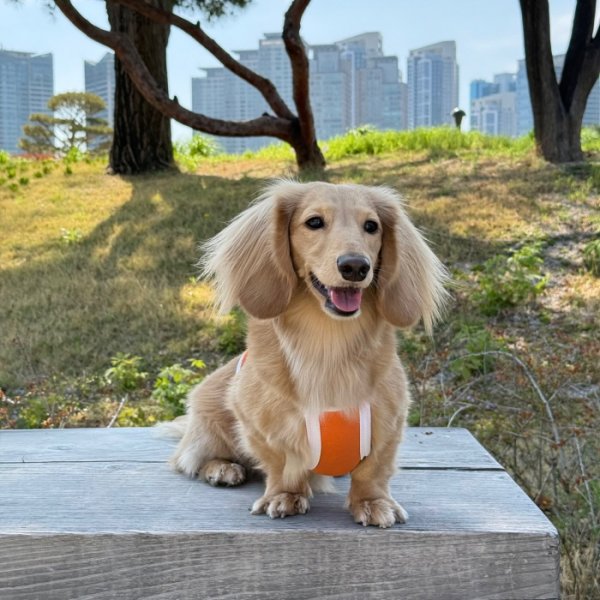 画像29: ダックス服 S M L XL  接触冷感 クール ひんやり クロップド タンクトップ スポーツ 小型犬 中型犬 ダックスフンド  夏 doggystar ドッギースター 即日発送出来ます (29)