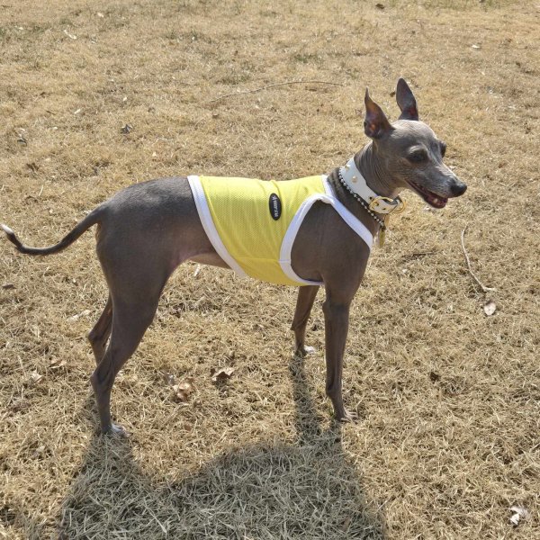 画像22: イタグレ服 S M L XL 2XL 3XL 接触冷感 クール ひんやり クロップド タンクトップ スポーツ 小型犬 中型犬 大型犬 夏 doggystar ドッギースター 即日発送出来ます (22)