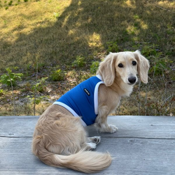 画像20: ダックス服 S M L XL  接触冷感 クール ひんやり クロップド タンクトップ スポーツ 小型犬 中型犬 ダックスフンド  夏 doggystar ドッギースター 即日発送出来ます (20)