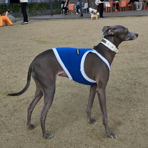 画像42: イタグレ服 S M L XL 2XL 3XL 接触冷感 クール ひんやり クロップド タンクトップ スポーツ 小型犬 中型犬 大型犬 夏 doggystar ドッギースター 即日発送出来ます (42)