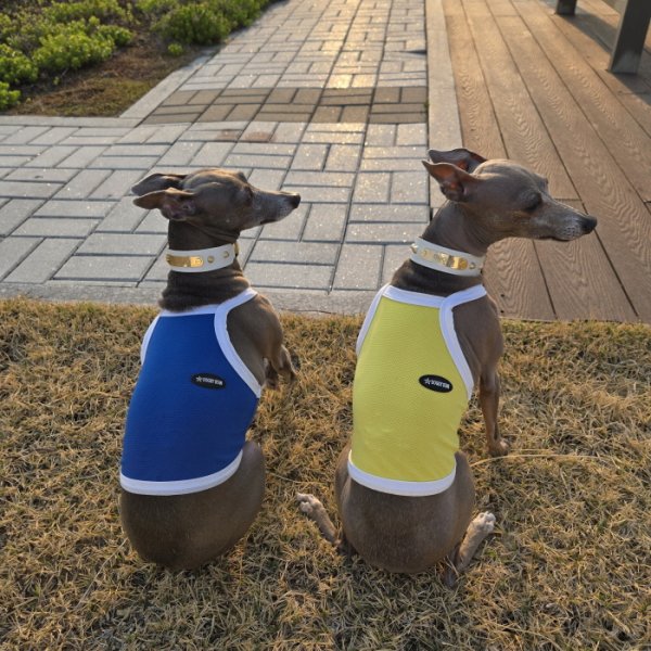 画像41: イタグレ服 S M L XL 2XL 3XL 接触冷感 クール ひんやり クロップド タンクトップ スポーツ 小型犬 中型犬 大型犬 夏 doggystar ドッギースター 即日発送出来ます (41)
