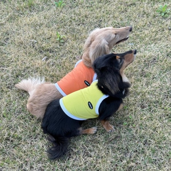 画像35: ダックス服 S M L XL  接触冷感 クール ひんやり クロップド タンクトップ スポーツ 小型犬 中型犬 ダックスフンド  夏 doggystar ドッギースター 即日発送出来ます (35)