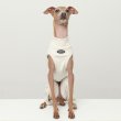 画像6: イタグレ服 S M L XL 2XL 3XL 無地コーデ ロンパース つなぎ 小型犬 中型犬 大型犬 春 夏 秋 冬 doggystar ドッギースター 5/21より発送 (6)