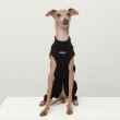 画像35: イタグレ服 S M L XL 2XL 3XL 無地コーデ ロンパース つなぎ 小型犬 中型犬 大型犬 春 夏 秋 冬 doggystar ドッギースター 5/21より発送 (35)