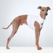 画像38: イタグレ服 S M L XL 2XL 3XL 接触冷感 クール ひんやり メッシュ クロップド 小型犬 中型犬 大型犬 夏 doggystar ドッギースター 即日発送できます (38)
