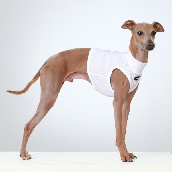 画像38: イタグレ服 S M L XL 2XL 3XL 接触冷感 メッシュ ひんやり クール クロップド 小型犬 中型犬 大型犬 夏 doggystar ドッギースター 即日発送できます (38)