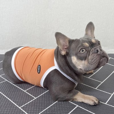 画像2: フレブル服  L XL 2XL 3XL 4XL 5XL  接触冷感 クール ひんやり クロップド タンクトップ スポーツ 中型犬 大型犬 フレンチブルドッグ パグ  夏 doggystar ドッギースター 即日発送出来ます