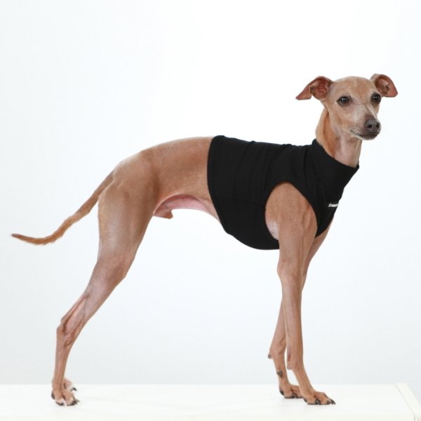 画像17: イタグレ服 S M L XL 2XL 3XL 接触冷感 メッシュ ひんやり クール クロップド 小型犬 中型犬 大型犬 夏 doggystar ドッギースター 即日発送できます (17)