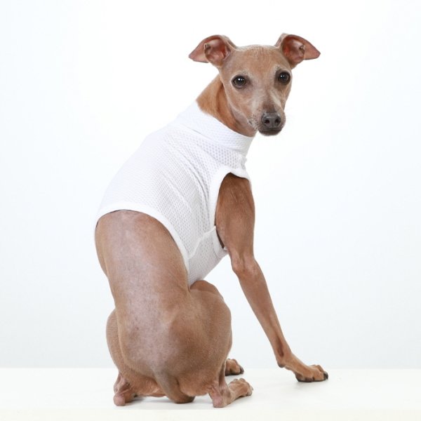 画像39: イタグレ服 S M L XL 2XL 3XL 接触冷感 メッシュ ひんやり クール クロップド 小型犬 中型犬 大型犬 夏 doggystar ドッギースター 即日発送できます (39)