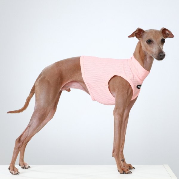 画像26: イタグレ服 S M L XL 2XL 3XL 接触冷感 メッシュ ひんやり クール クロップド 小型犬 中型犬 大型犬 夏 doggystar ドッギースター 即日発送できます (26)