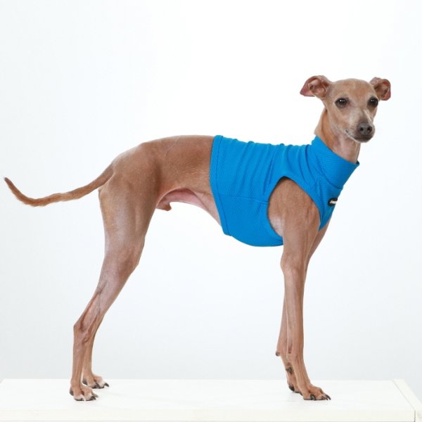 画像4: イタグレ服 S M L XL 2XL 3XL 接触冷感 メッシュ ひんやり クール クロップド 小型犬 中型犬 大型犬 夏 doggystar ドッギースター 即日発送できます (4)