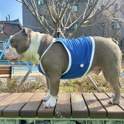 画像3: フレブル服  L XL 2XL 3XL 4XL 5XL  接触冷感 クール ひんやり クロップド タンクトップ スポーツ 中型犬 大型犬 フレンチブルドッグ パグ  夏 doggystar ドッギースター 即日発送出来ます