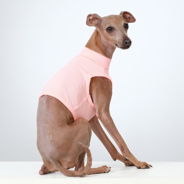 画像29: イタグレ服 S M L XL 2XL 3XL 接触冷感 メッシュ ひんやり クール クロップド 小型犬 中型犬 大型犬 夏 doggystar ドッギースター 即日発送できます (29)