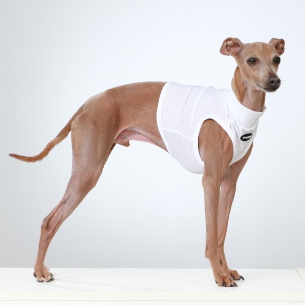 画像1: イタグレ服 S M L XL 2XL 3XL 接触冷感 クール ひんやり メッシュ クロップド 小型犬 中型犬 大型犬 夏 doggystar ドッギースター 即日発送できます (1)