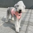 画像30: イタグレ服 S M L XL 2XL 3XL 接触冷感 クール ひんやり メッシュ クロップド 小型犬 中型犬 大型犬 夏 doggystar ドッギースター 即日発送できます (30)