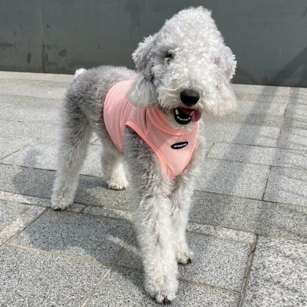 画像30: イタグレ服 S M L XL 2XL 3XL 接触冷感 メッシュ ひんやり クール クロップド 小型犬 中型犬 大型犬 夏 doggystar ドッギースター 即日発送できます (30)