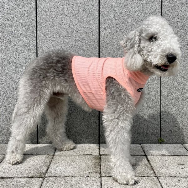 画像33: イタグレ服 S M L XL 2XL 3XL 接触冷感 メッシュ ひんやり クール クロップド 小型犬 中型犬 大型犬 夏 doggystar ドッギースター 即日発送できます (33)