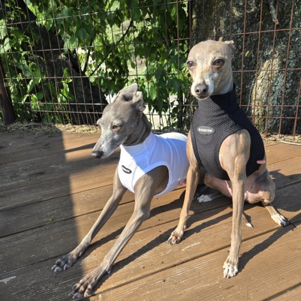 画像42: イタグレ服 S M L XL 2XL 3XL 接触冷感 メッシュ ひんやり クール クロップド 小型犬 中型犬 大型犬 夏 doggystar ドッギースター 即日発送できます (42)