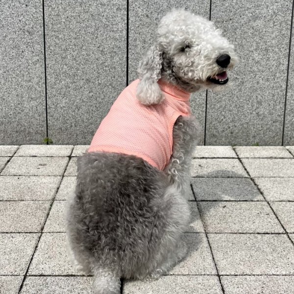 画像31: イタグレ服 S M L XL 2XL 3XL 接触冷感 メッシュ ひんやり クール クロップド 小型犬 中型犬 大型犬 夏 doggystar ドッギースター 即日発送できます (31)