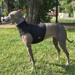 画像21: イタグレ服 S M L XL 2XL 3XL 接触冷感 クール ひんやり メッシュ クロップド 小型犬 中型犬 大型犬 夏 doggystar ドッギースター 即日発送できます (21)