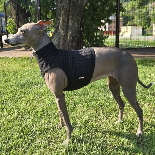 画像21: イタグレ服 S M L XL 2XL 3XL 接触冷感 メッシュ ひんやり クール クロップド 小型犬 中型犬 大型犬 夏 doggystar ドッギースター 即日発送できます (21)