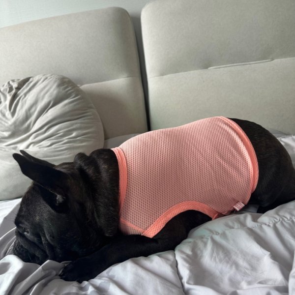 画像31: フレブル服  L XL 2XL 3XL 4XL 5XL  接触冷感 クール メッシュ クロップド タンクトップ ひんやり 中型犬 大型犬 フレンチブルドッグ パグ  夏 doggystar ドッギースター 即日発送できます (31)